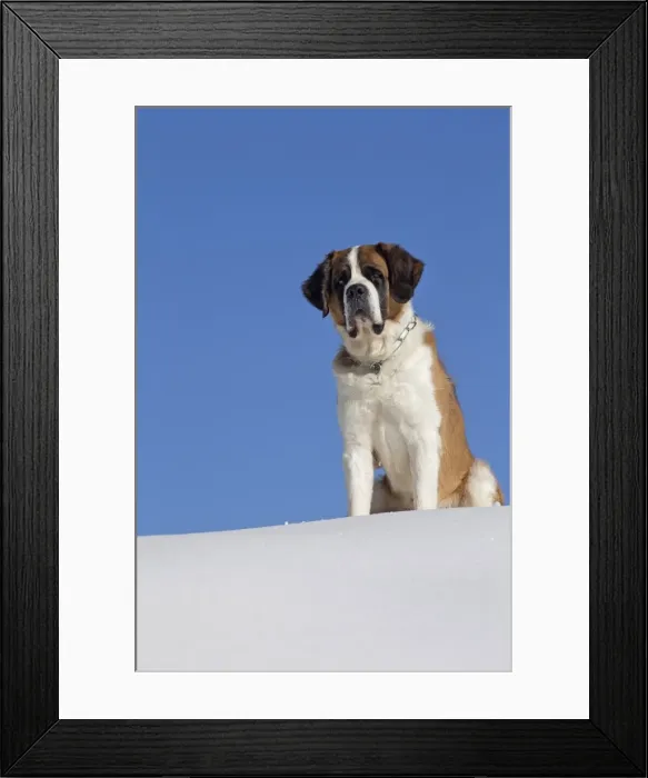 Framed Print : Picture No. 10984017 Framed Print : Picture No. 10984017