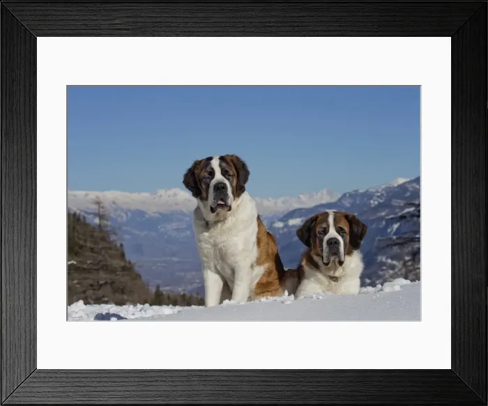 Framed Print : Picture No. 10984024 Framed Print : Picture No. 10984024