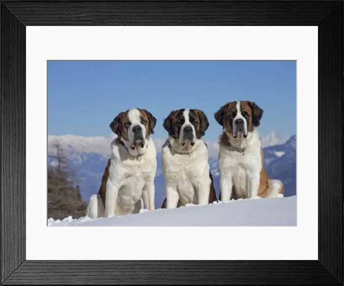 Framed Print : Picture No. 10984019 Framed Print : Picture No. 10984019