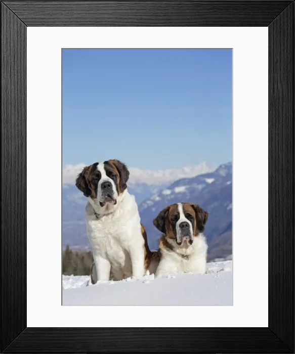 Framed Print : Picture No. 10984023 Framed Print : Picture No. 10984023