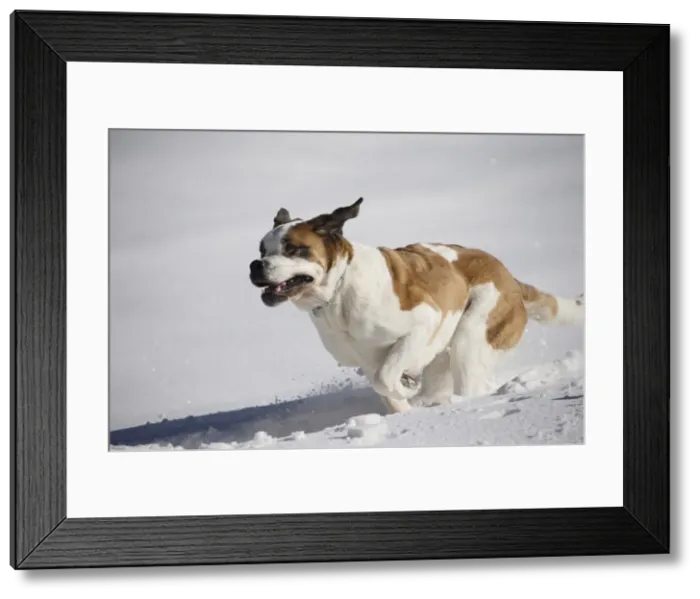 Framed Print : Picture No. 10984028 Framed Print : Picture No. 10984028