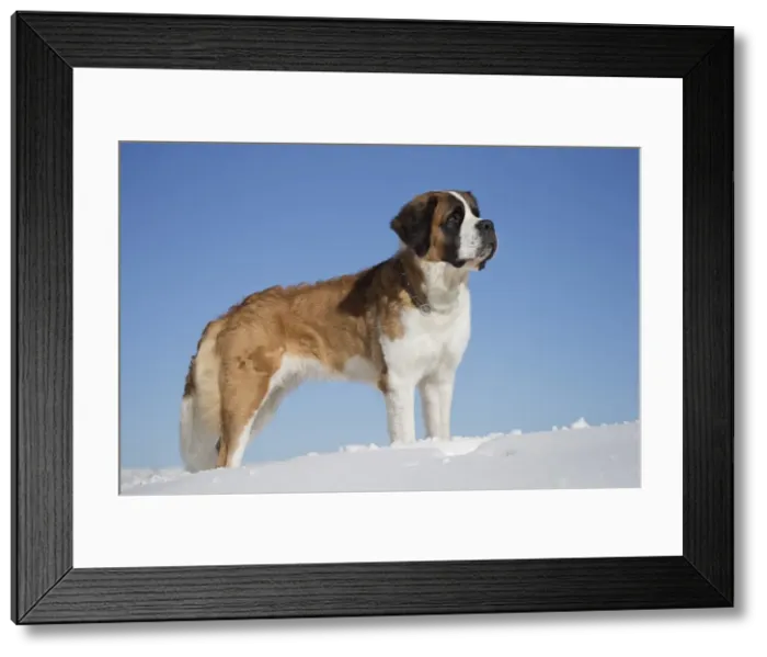 Framed Print : Picture No. 10984026 Framed Print : Picture No. 10984026