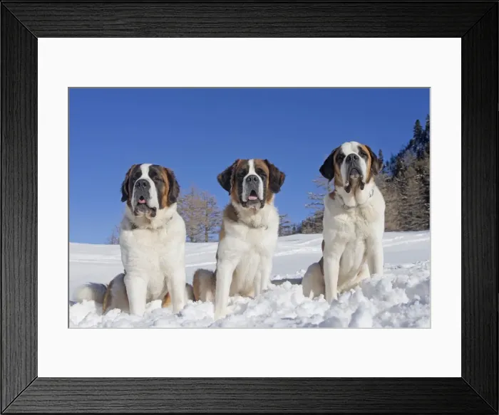 Framed Print : Picture No. 10984025 Framed Print : Picture No. 10984025
