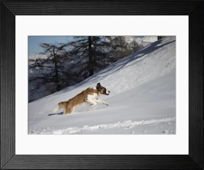 Framed Print : Picture No. 10984030 Framed Print : Picture No. 10984030