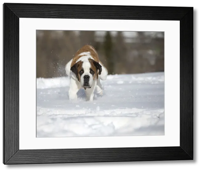 Framed Print : Picture No. 10984033 Framed Print : Picture No. 10984033