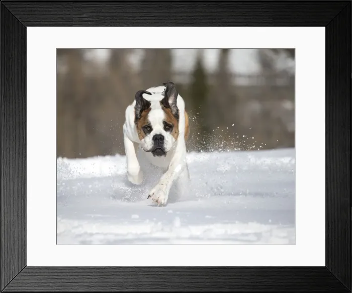 Framed Print : Picture No. 10984032 Framed Print : Picture No. 10984032