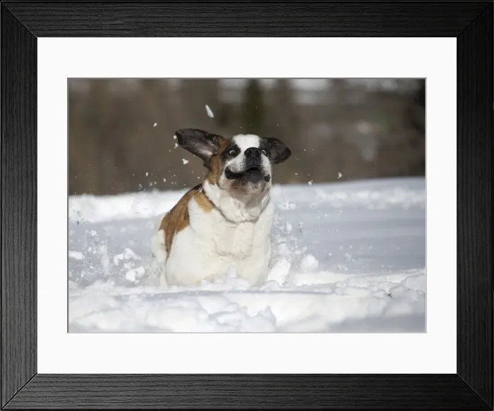 Framed Print : Picture No. 10984034 Framed Print : Picture No. 10984034