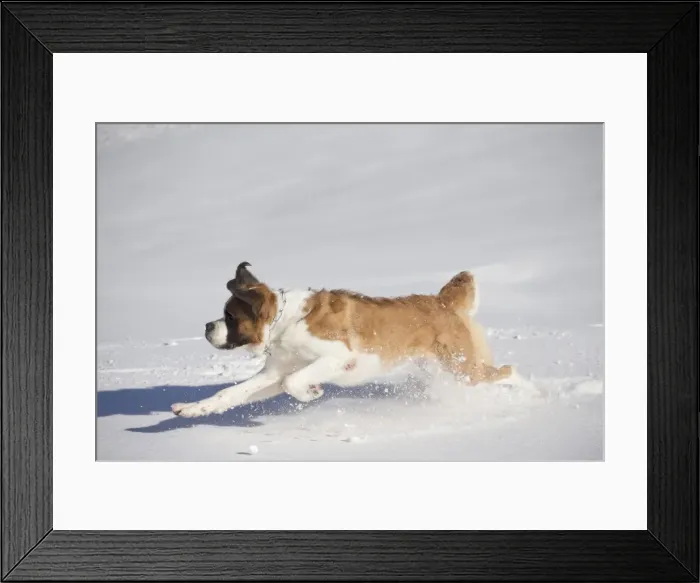 Framed Print : Picture No. 10984035 Framed Print : Picture No. 10984035
