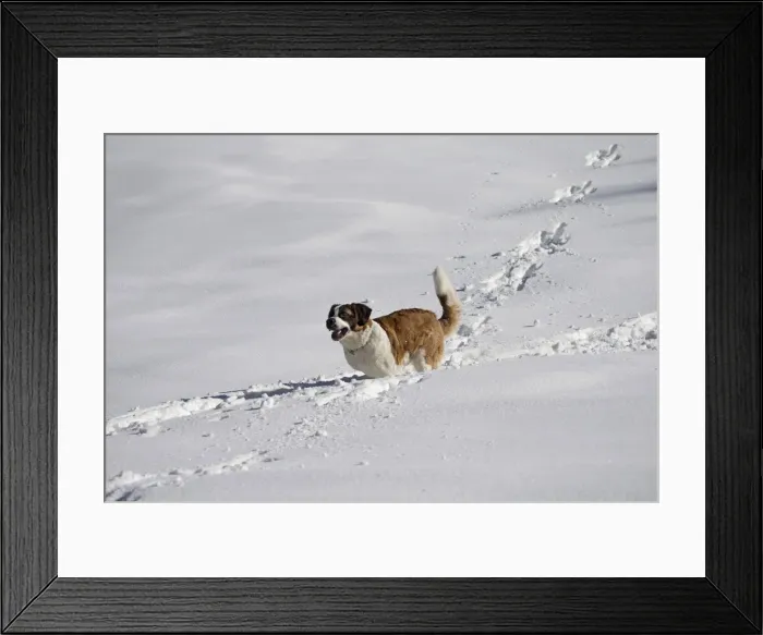 Framed Print : Picture No. 10984029 Framed Print : Picture No. 10984029