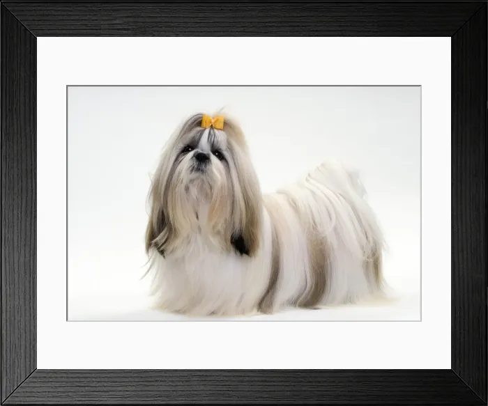 Framed Print : Picture No. 10984038 Framed Print : Picture No. 10984038