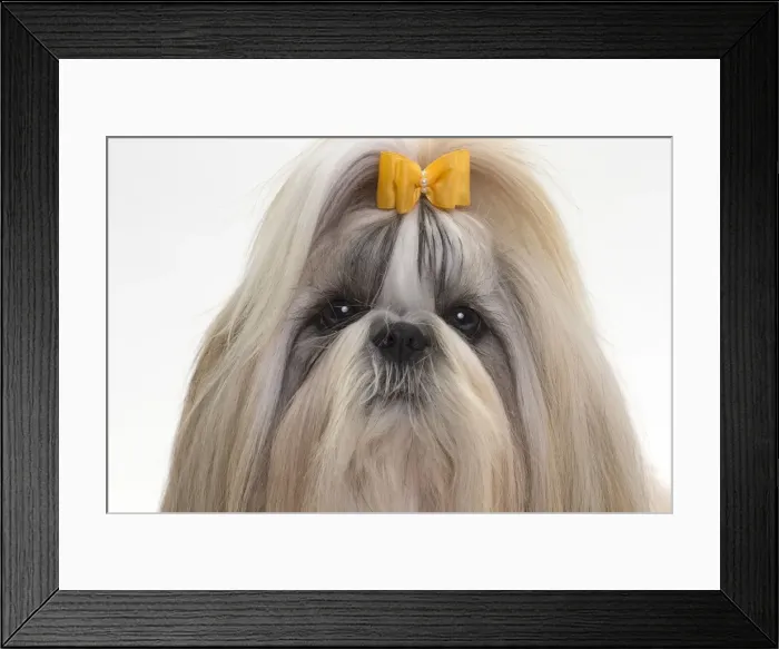 Framed Print : Picture No. 10984041 Framed Print : Picture No. 10984041