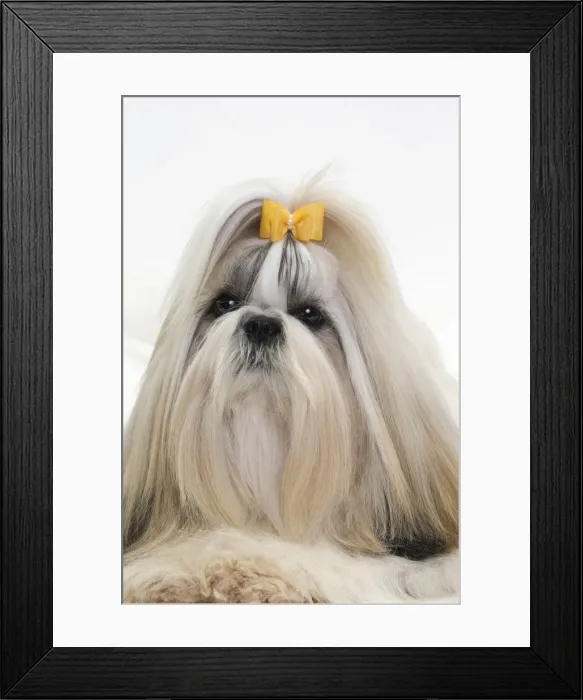 Framed Print : Picture No. 10984039 Framed Print : Picture No. 10984039