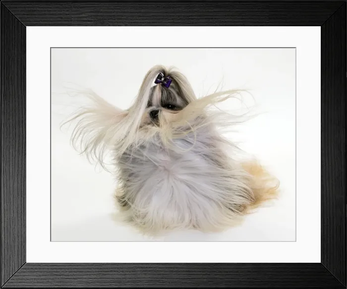Framed Print : Picture No. 10984053 Framed Print : Picture No. 10984053