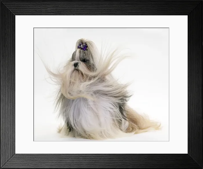 Framed Print : Picture No. 10984052 Framed Print : Picture No. 10984052