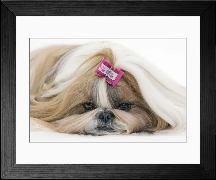 Framed Print : Picture No. 10984056