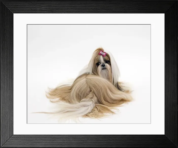 Framed Print : Picture No. 10984058 Framed Print : Picture No. 10984058