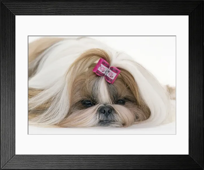 Framed Print : Picture No. 10984057 Framed Print : Picture No. 10984057