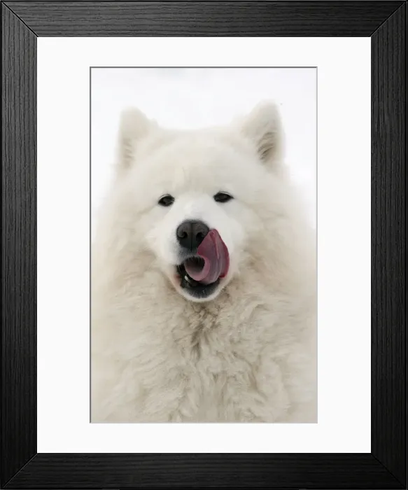 Framed Print : Picture No. 10984064 Framed Print : Picture No. 10984064