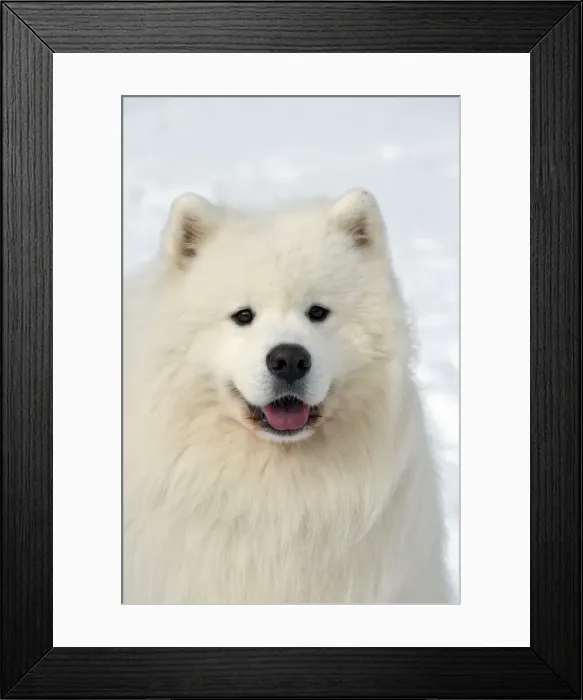 Framed Print : Picture No. 10984066 Framed Print : Picture No. 10984066