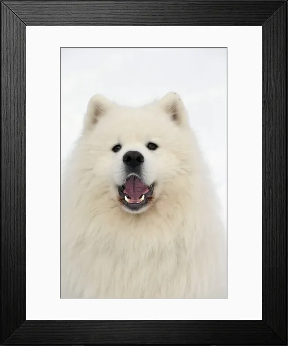 Framed Print : Picture No. 10984067 Framed Print : Picture No. 10984067