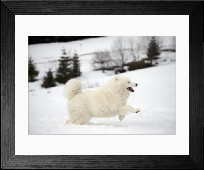 Framed Print : Picture No. 10984069 Framed Print : Picture No. 10984069