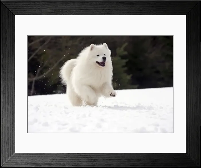 Framed Print : Picture No. 10984071 Framed Print : Picture No. 10984071