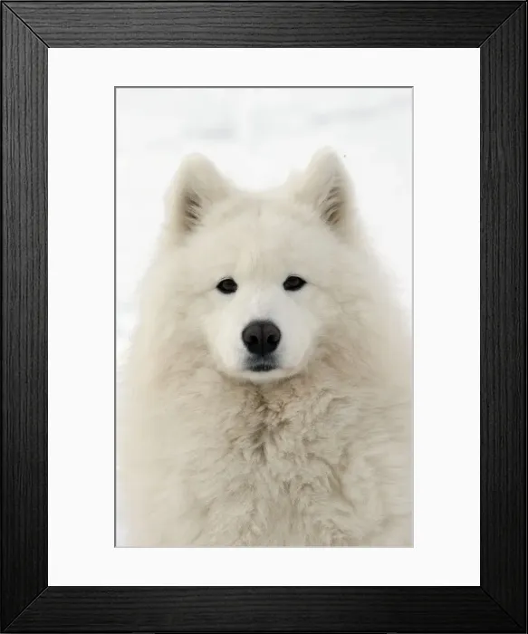 Framed Print : Picture No. 10984065 Framed Print : Picture No. 10984065