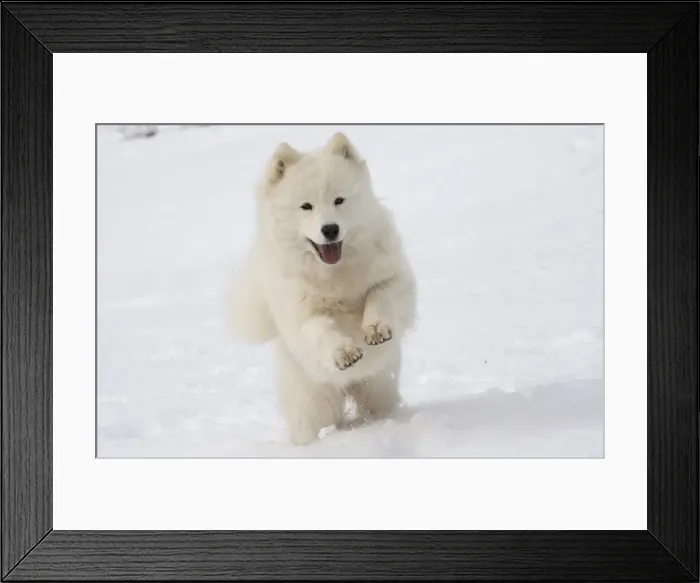 Framed Print : Picture No. 10984074 Framed Print : Picture No. 10984074