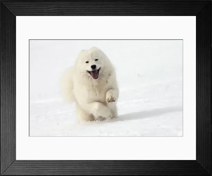 Framed Print : Picture No. 10984073 Framed Print : Picture No. 10984073