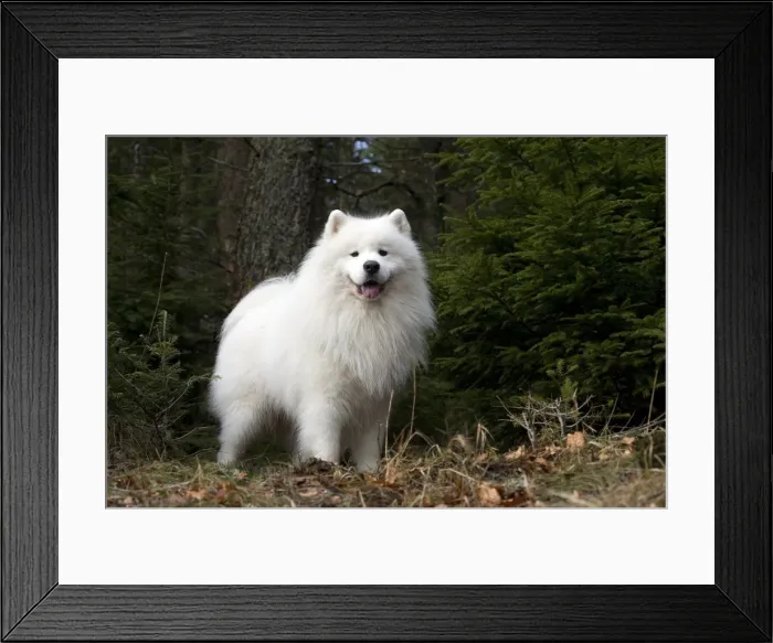 Framed Print : Picture No. 10984079 Framed Print : Picture No. 10984079
