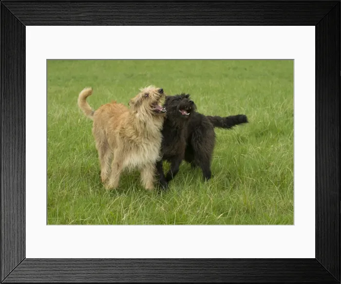 Framed Print : Picture No. 10984083 Framed Print : Picture No. 10984083