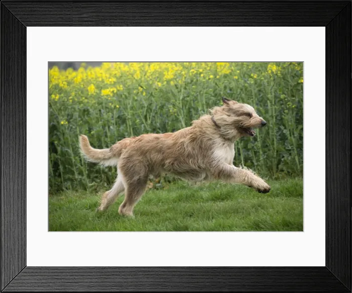 Framed Print : Picture No. 10984081 Framed Print : Picture No. 10984081