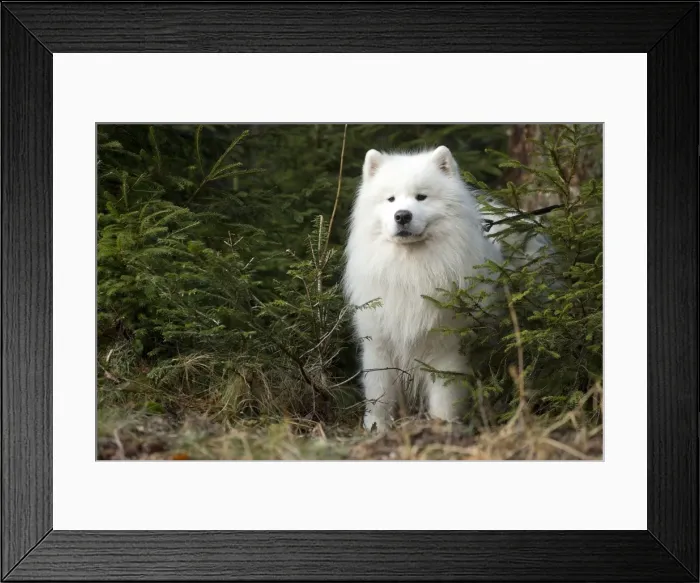 Framed Print : Picture No. 10984078 Framed Print : Picture No. 10984078