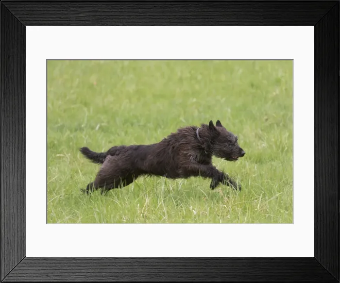 Framed Print : Picture No. 10984082 Framed Print : Picture No. 10984082