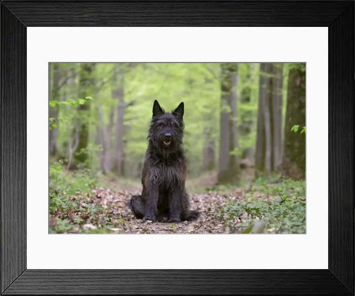Framed Print : Picture No. 10984084 Framed Print : Picture No. 10984084