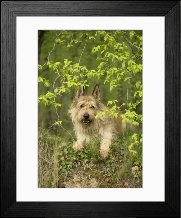 Framed Print : Picture No. 10984089 Framed Print : Picture No. 10984089