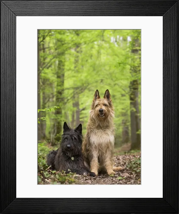 Framed Print : Picture No. 10984085 Framed Print : Picture No. 10984085