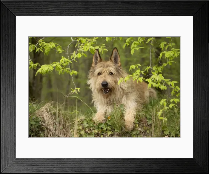 Framed Print : Picture No. 10984090 Framed Print : Picture No. 10984090