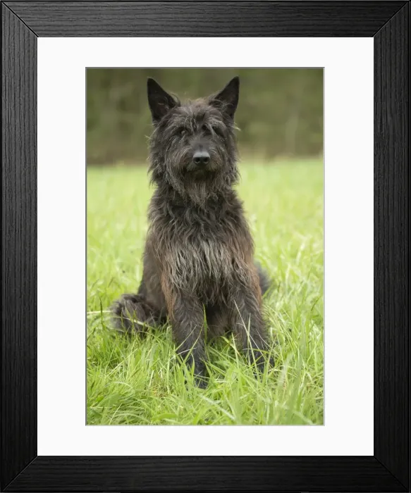 Framed Print : Picture No. 10984107 Framed Print : Picture No. 10984107