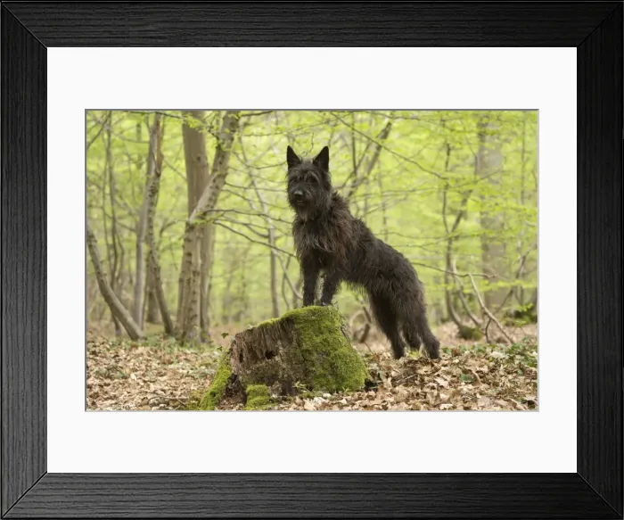 Framed Print : Picture No. 10984113 Framed Print : Picture No. 10984113
