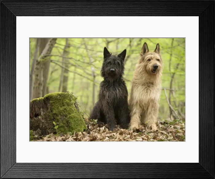 Framed Print : Picture No. 10984114 Framed Print : Picture No. 10984114