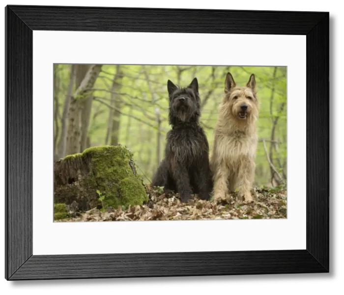 Framed Print : Picture No. 10984115 Framed Print : Picture No. 10984115