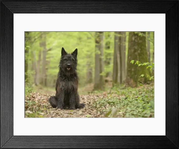 Framed Print : Picture No. 10984110 Framed Print : Picture No. 10984110