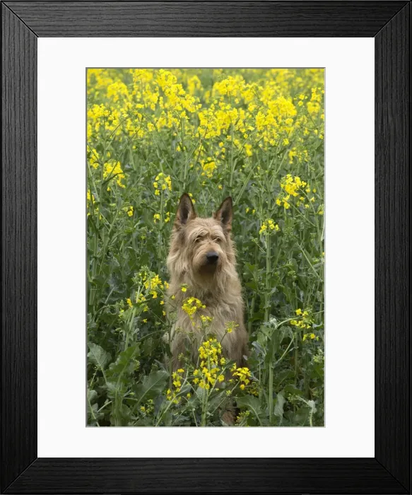 Framed Print : Picture No. 10984116 Framed Print : Picture No. 10984116