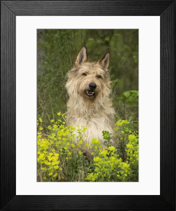 Framed Print : Picture No. 10984118 Framed Print : Picture No. 10984118