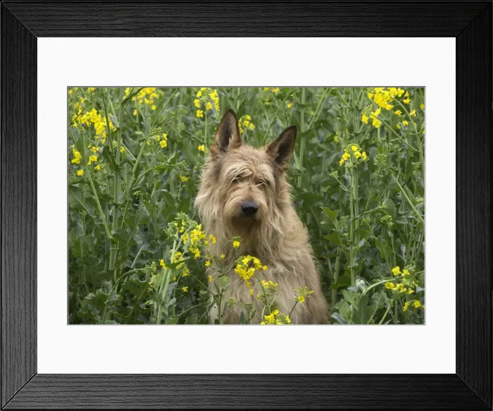 Framed Print : Picture No. 10984117 Framed Print : Picture No. 10984117