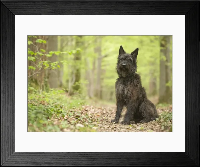 Framed Print : Picture No. 10984111 Framed Print : Picture No. 10984111