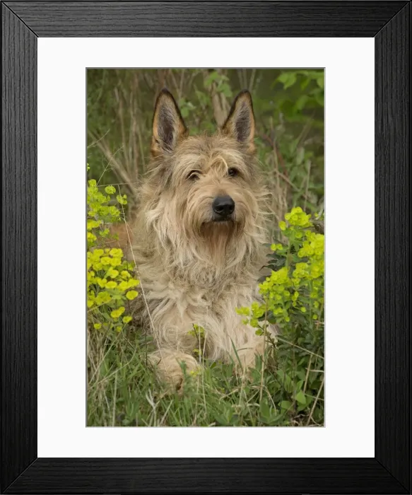 Framed Print : Picture No. 10984119 Framed Print : Picture No. 10984119