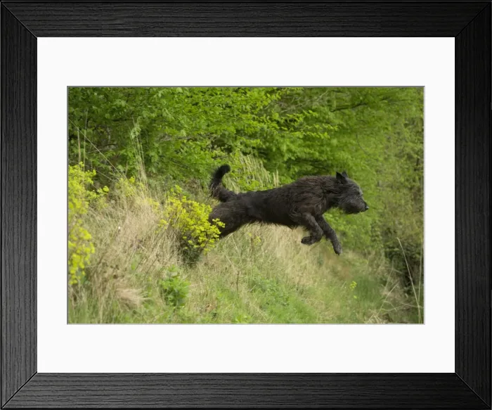 Framed Print : Picture No. 10984120 Framed Print : Picture No. 10984120