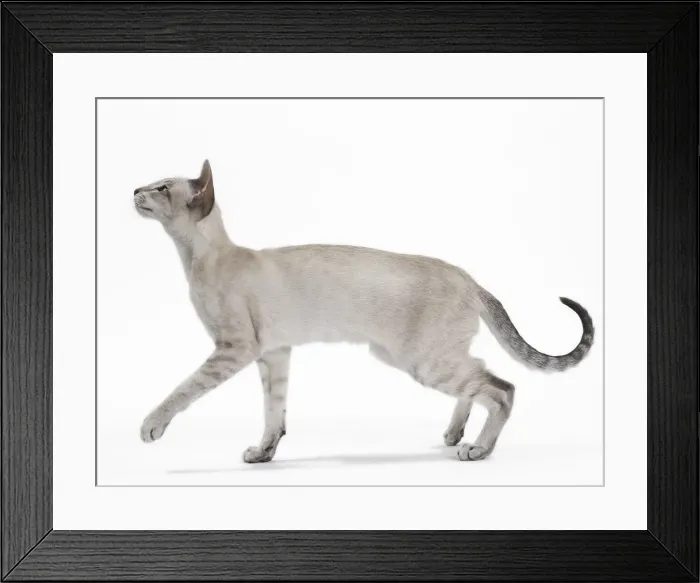 Framed Print : Picture No. 10984172 Framed Print : Picture No. 10984172